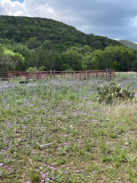 2250 Walter White Road Leakey, TX 78873 - Photo 6 of 21