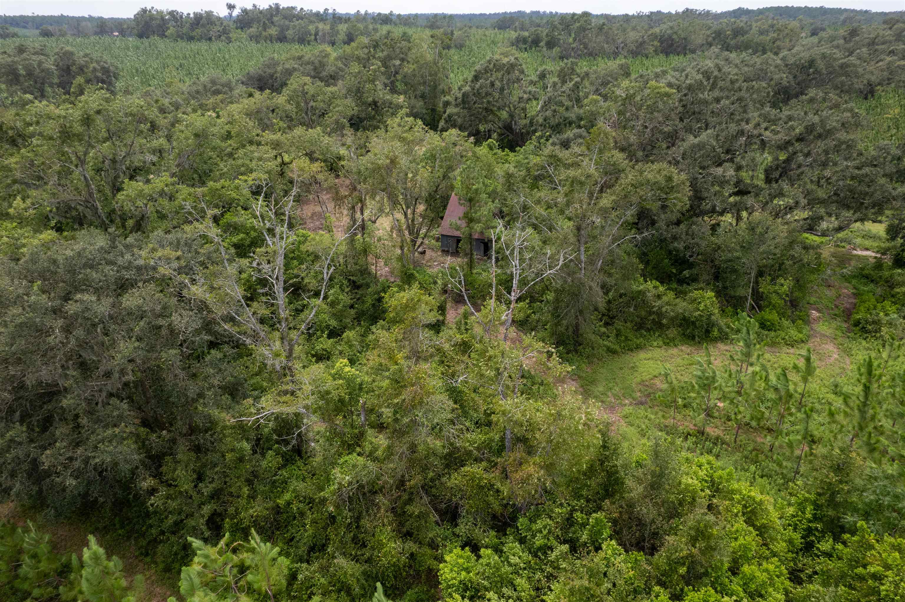 Xxx Northeast Geranium Street Madison, FL 32340 - Photo 11 of 24