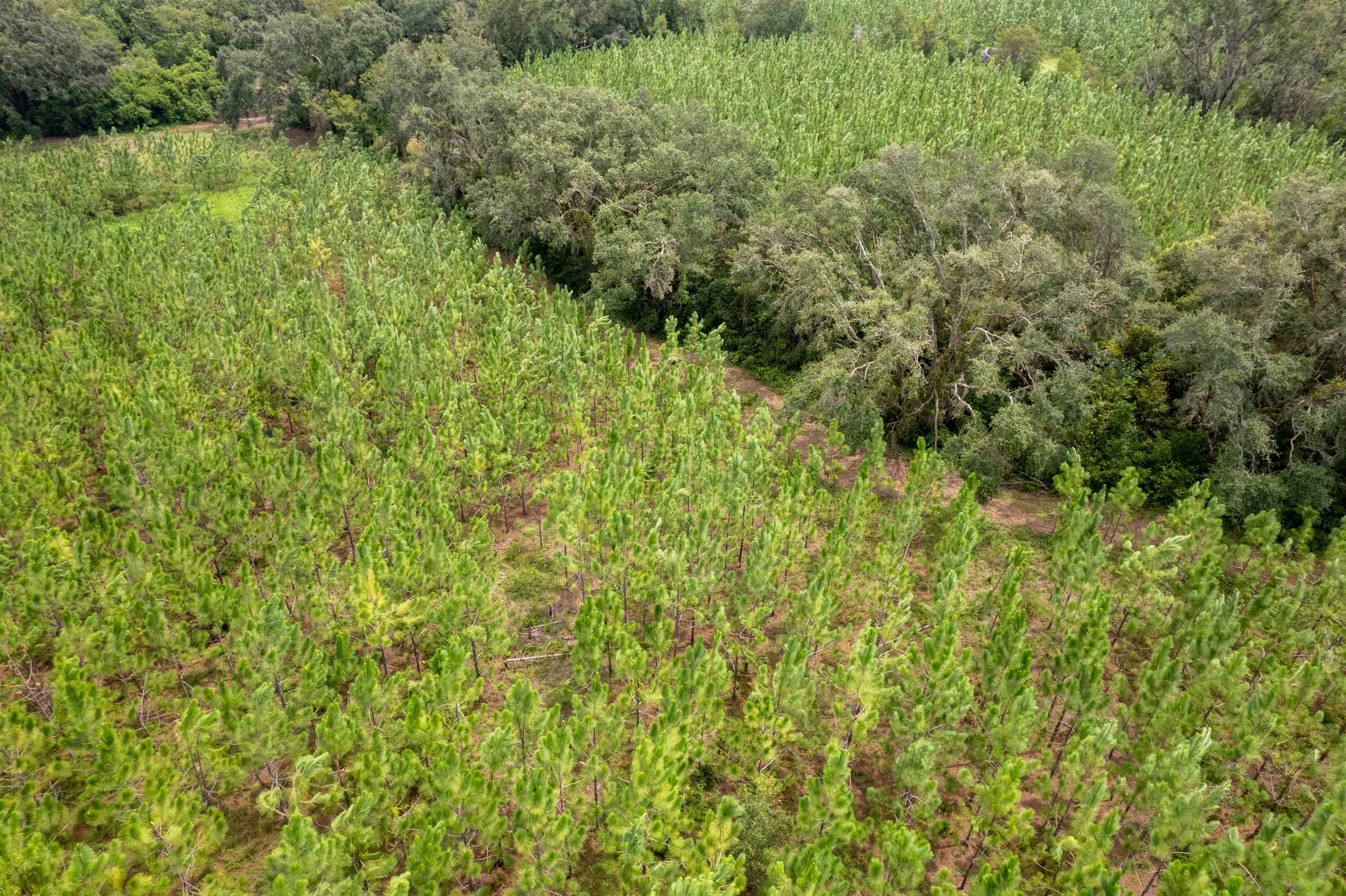 Xxx Northeast Geranium Street Madison, FL 32340 - Photo 14 of 24