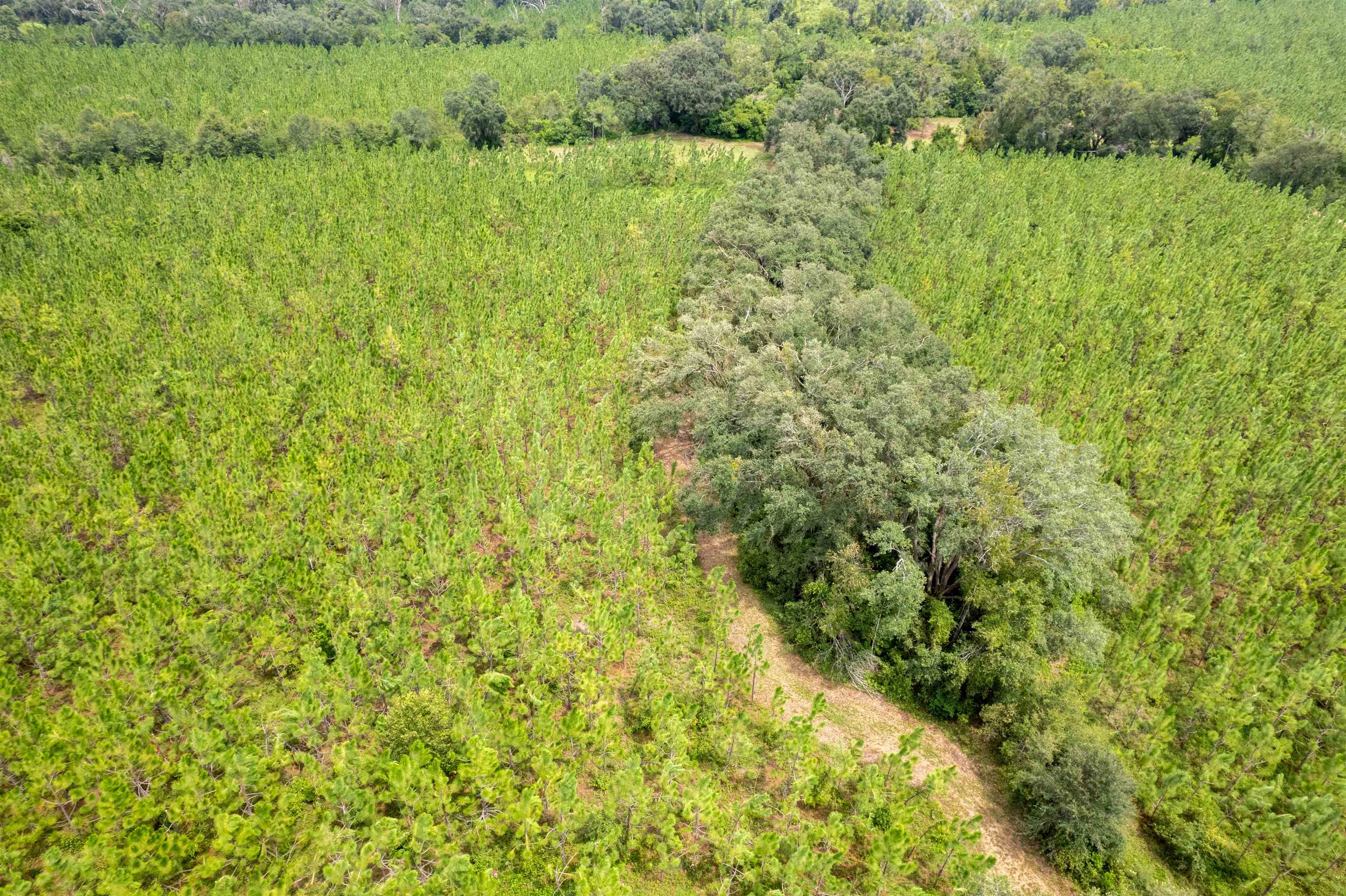 Xxx Northeast Geranium Street Madison, FL 32340 - Photo 15 of 24