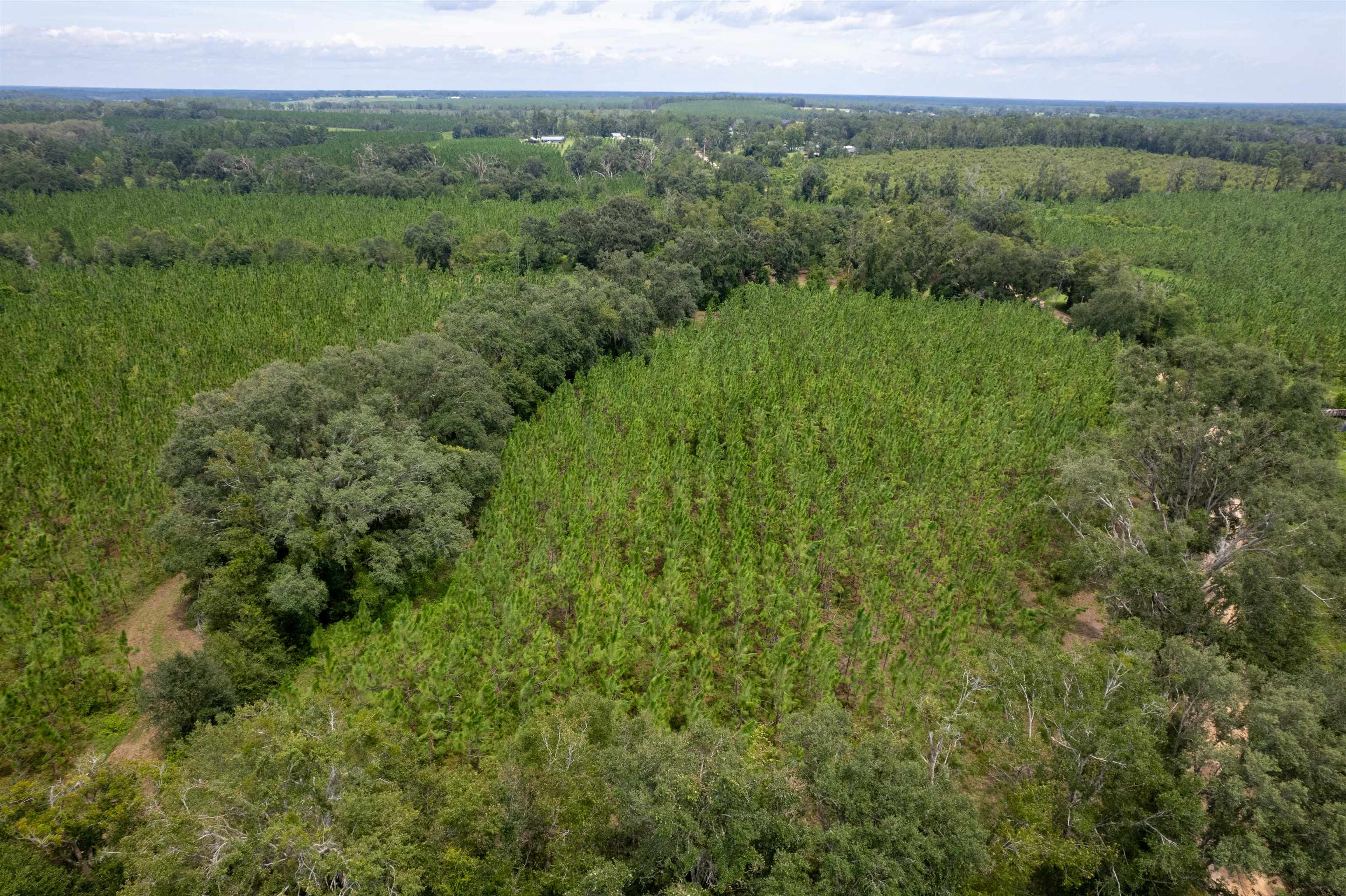 Xxx Northeast Geranium Street Madison, FL 32340 - Photo 17 of 24