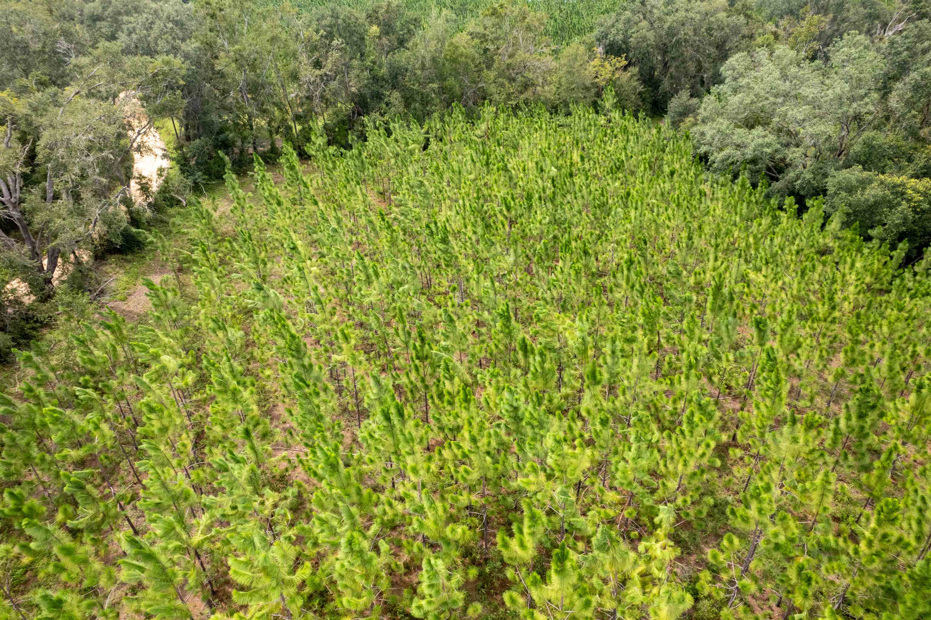 Xxx Northeast Geranium Street Madison, FL 32340 - Photo 18 of 24