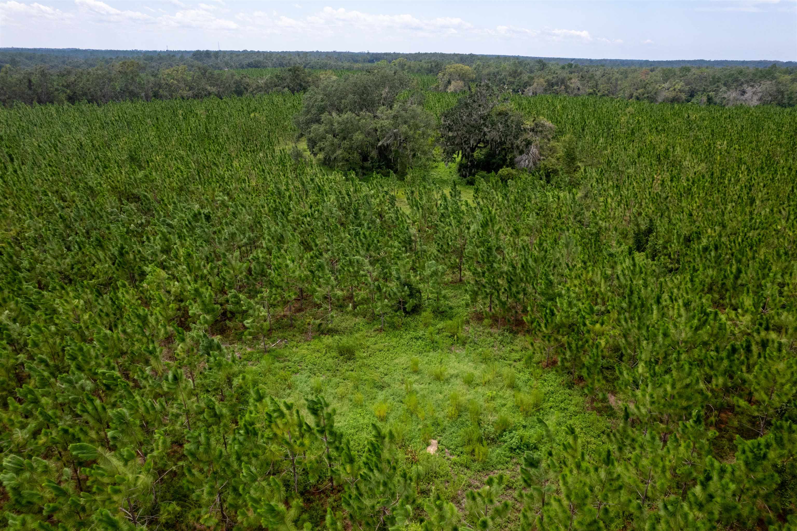 Xxx Northeast Geranium Street Madison, FL 32340 - Photo 2 of 24