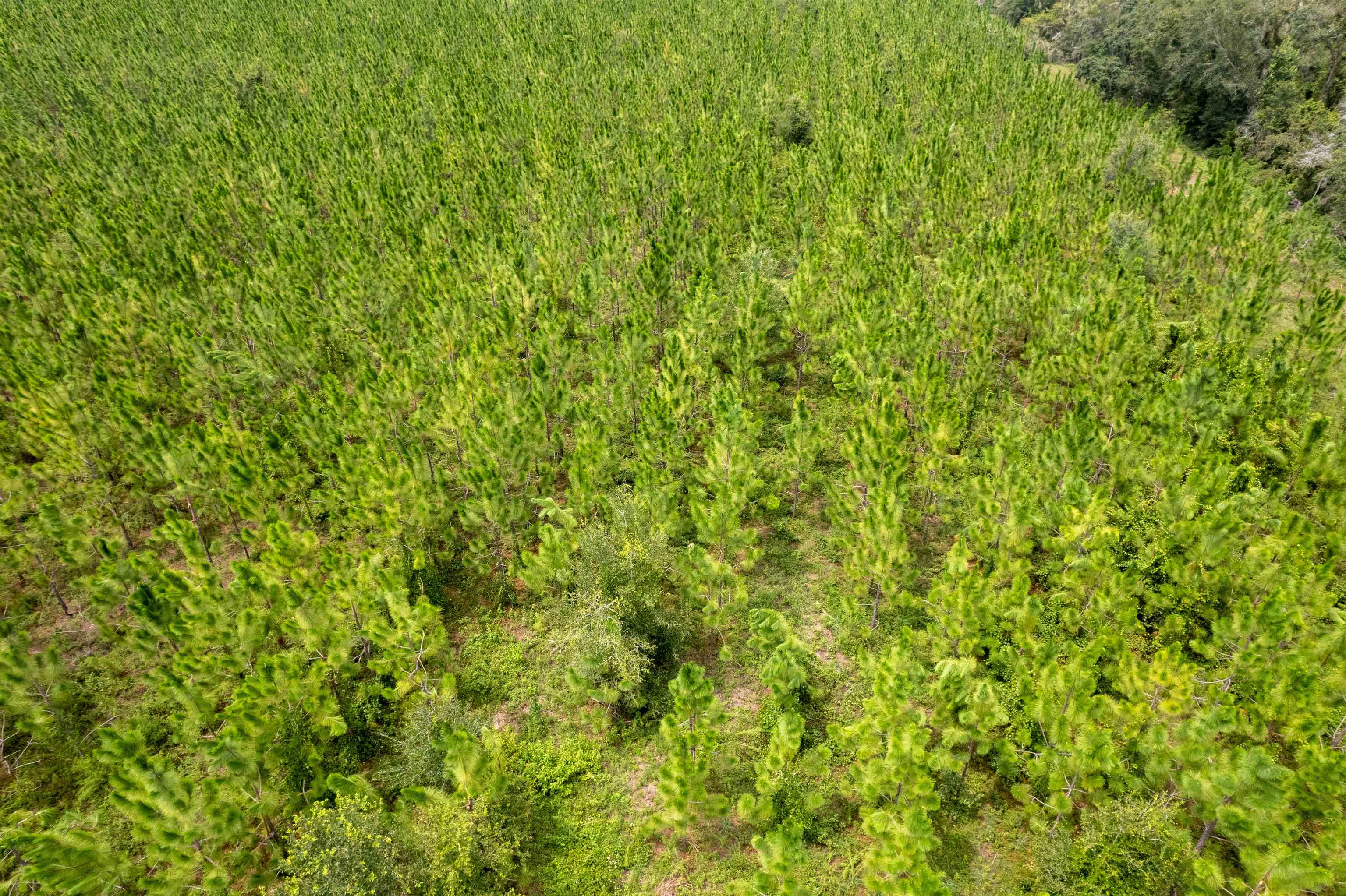 Xxx Northeast Geranium Street Madison, FL 32340 - Photo 3 of 24