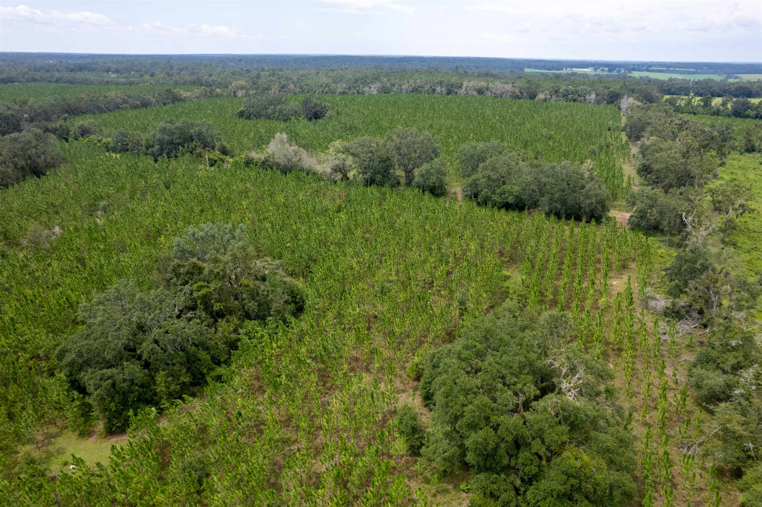 Xxx Northeast Geranium Street Madison, FL 32340 - Photo 6 of 24