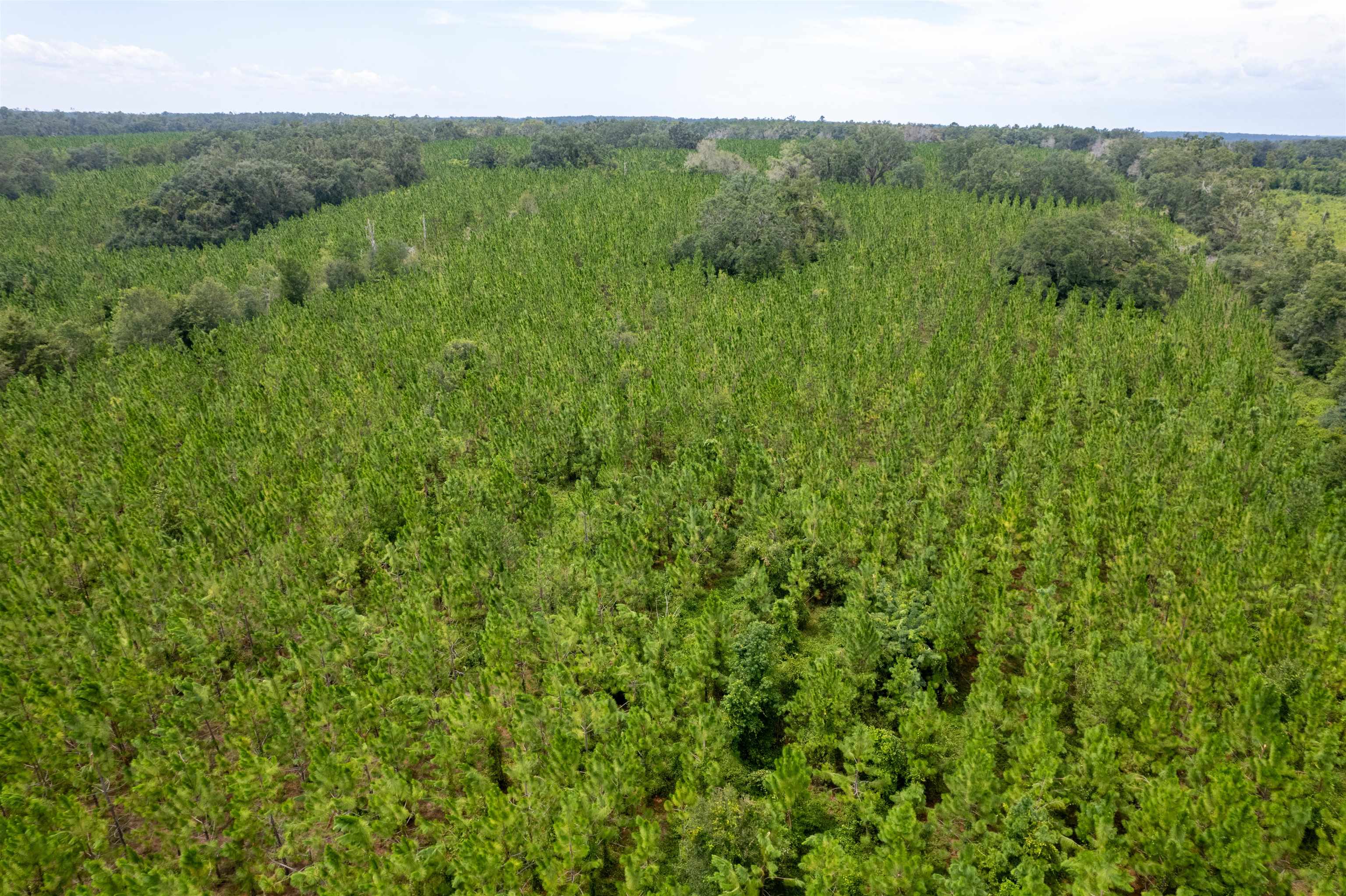 Xxx Northeast Geranium Street Madison, FL 32340 - Photo 7 of 24