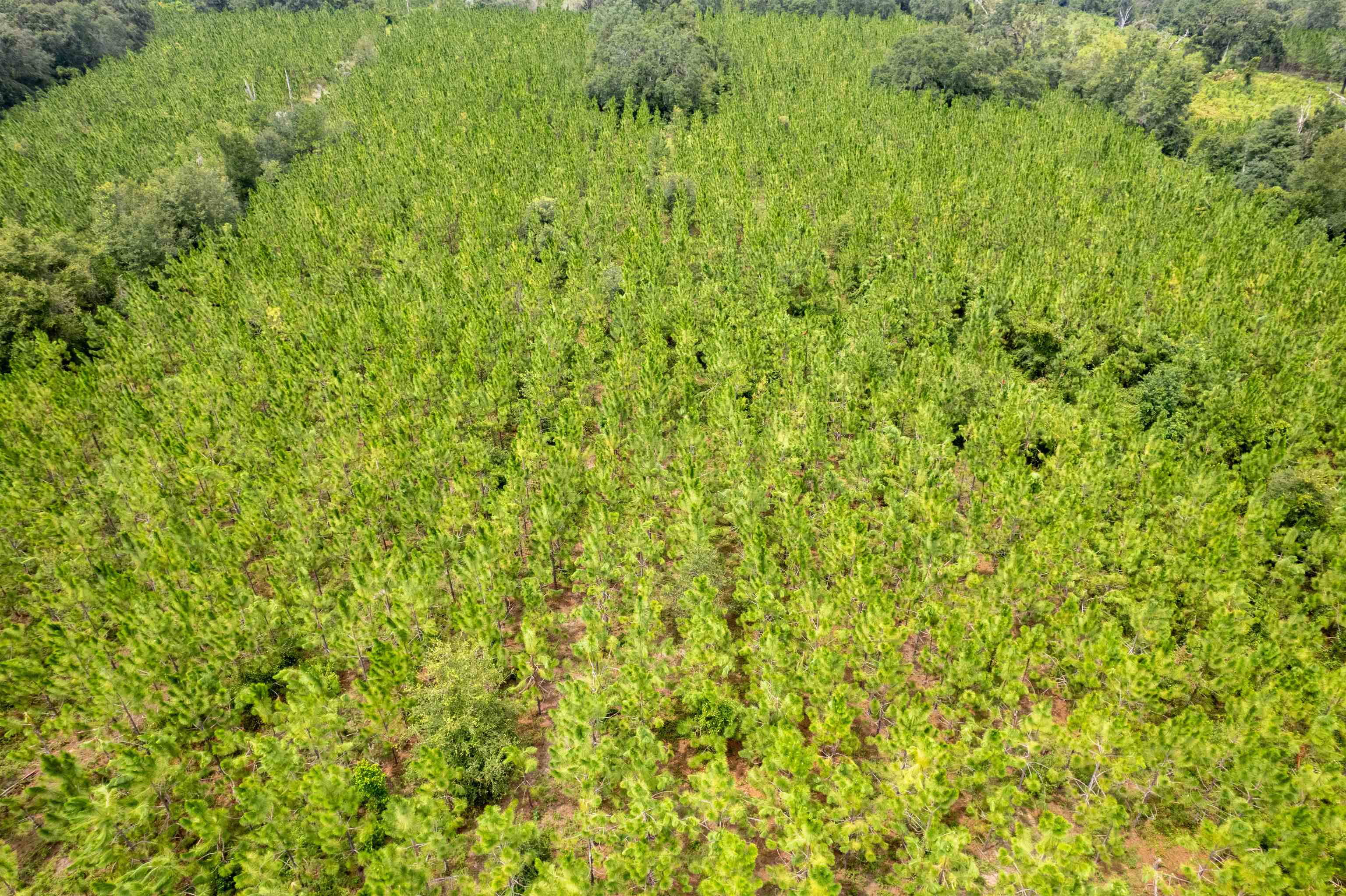 Xxx Northeast Geranium Street Madison, FL 32340 - Photo 8 of 24