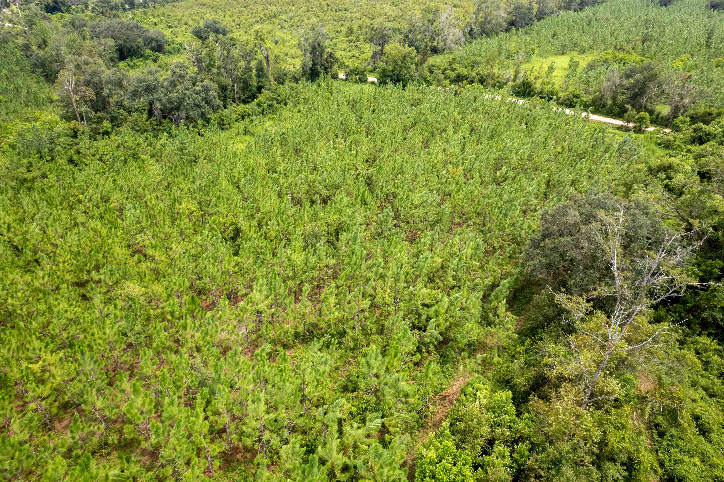 Xxx Northeast Geranium Street Madison, FL 32340 - Photo 9 of 24