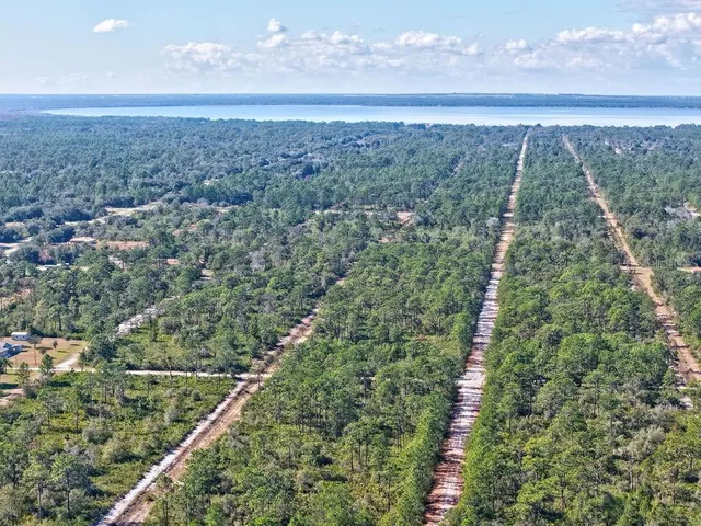 a view of a forest from a yard