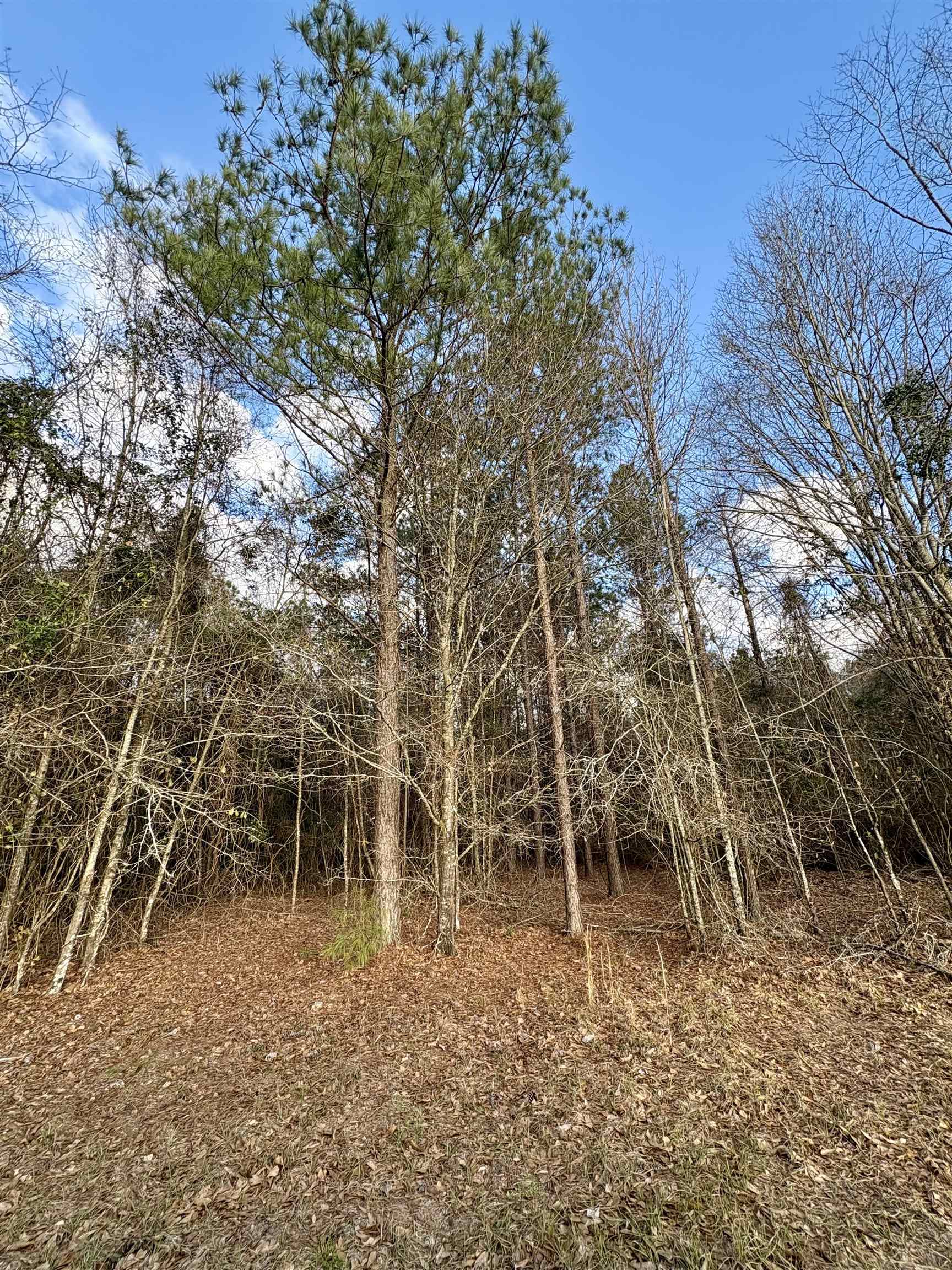 0 James Brooks Road Atmore, AL 36502 - Photo 3 of 16 View