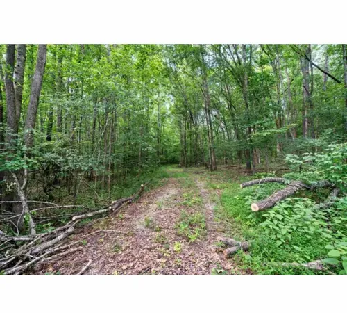 a open area with green field and trees