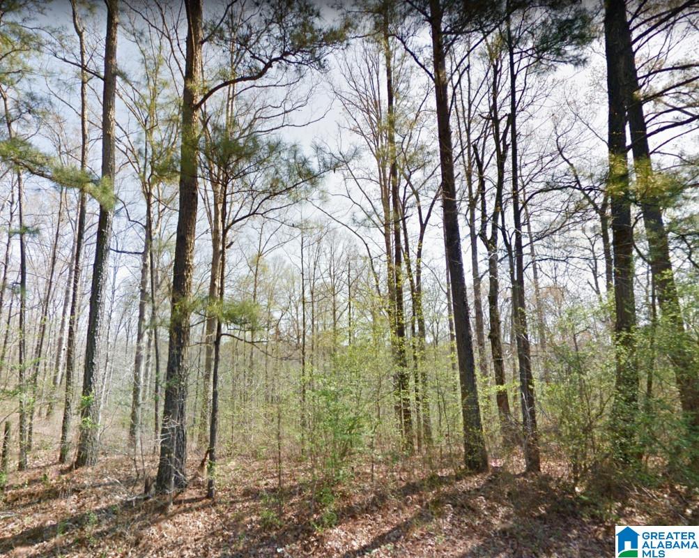 Akins Miller Road Jasper, AL 35501 - Photo 11 of 13