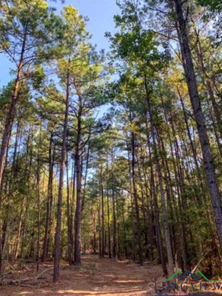 Tbd Sand Country Road Jefferson, TX 75657 - Photo 24 of 35 Gallery Image 24