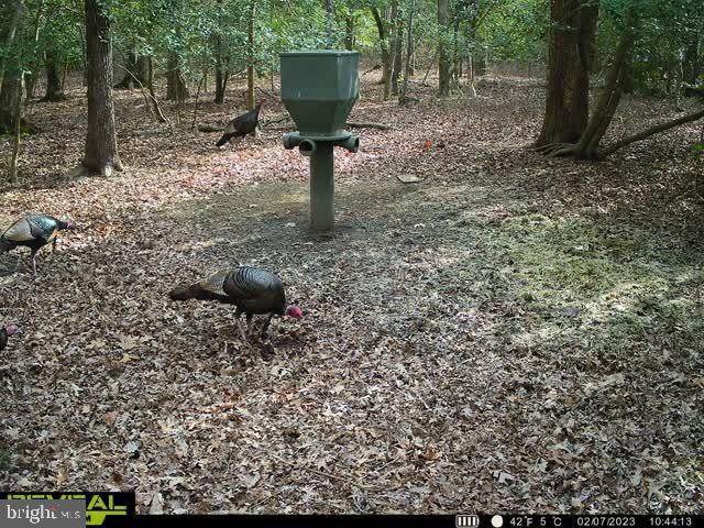 3819 Elliott Island Road Vienna, MD 21869 - Photo 11 of 24