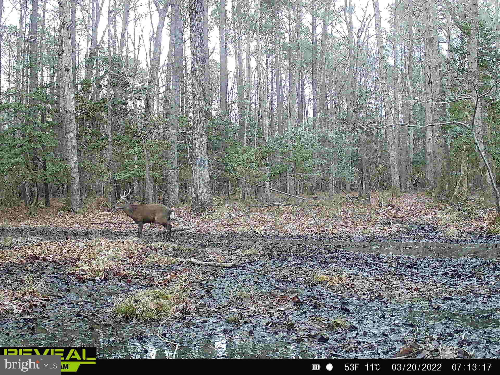 3819 Elliott Island Road Vienna, MD 21869 - Photo 12 of 24