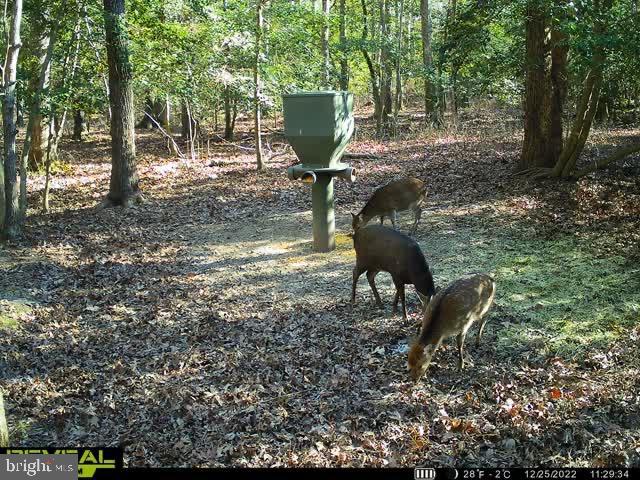 3819 Elliott Island Road Vienna, MD 21869 - Photo 13 of 24
