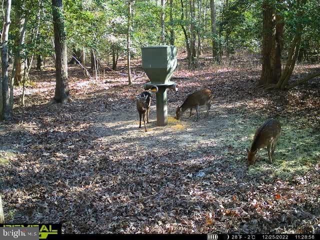 3819 Elliott Island Road Vienna, MD 21869 - Photo 14 of 24