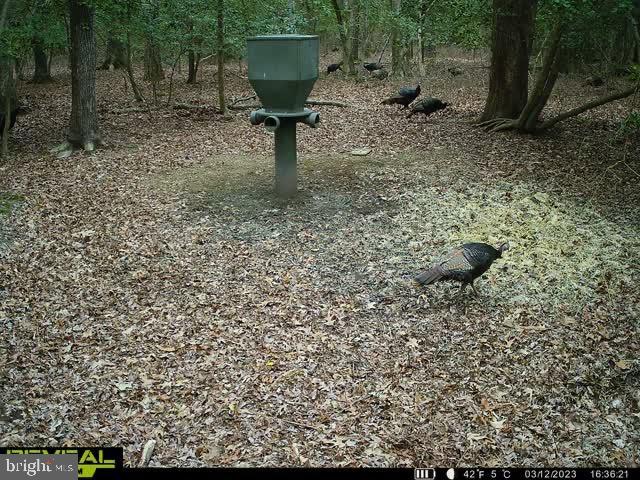 3819 Elliott Island Road Vienna, MD 21869 - Photo 16 of 24