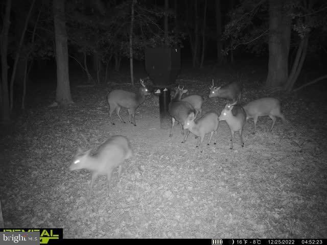 3819 Elliott Island Road Vienna, MD 21869 - Photo 17 of 24