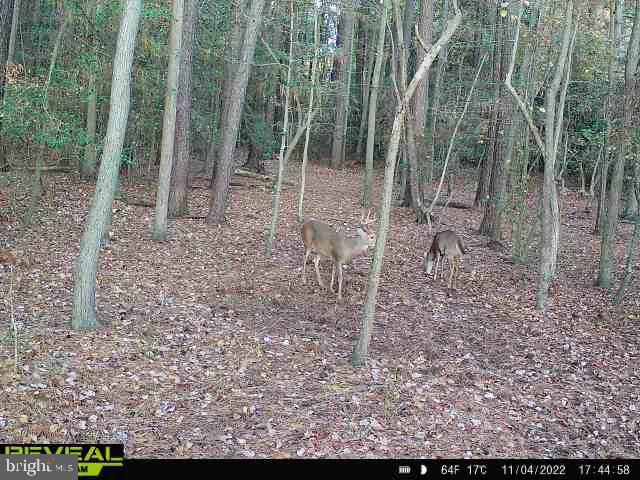 3819 Elliott Island Road Vienna, MD 21869 - Photo 20 of 24