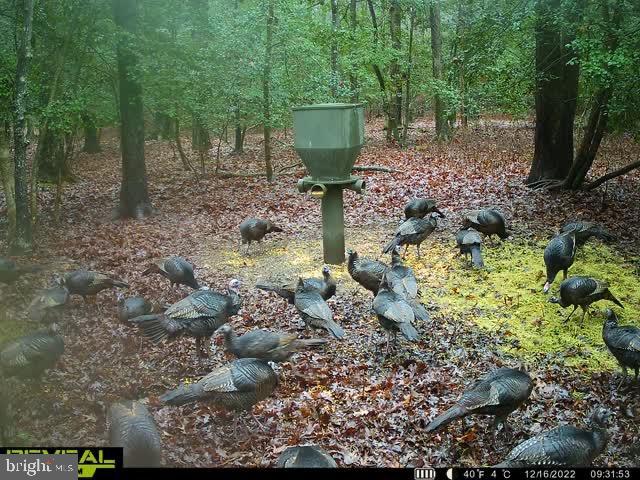 3819 Elliott Island Road Vienna, MD 21869 - Photo 2 of 24