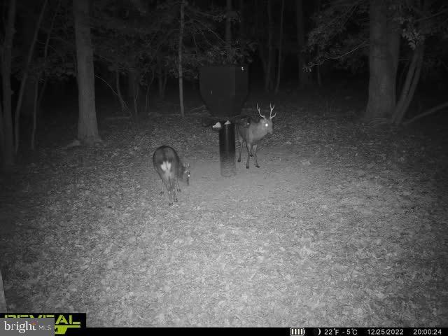 3819 Elliott Island Road Vienna, MD 21869 - Photo 3 of 24