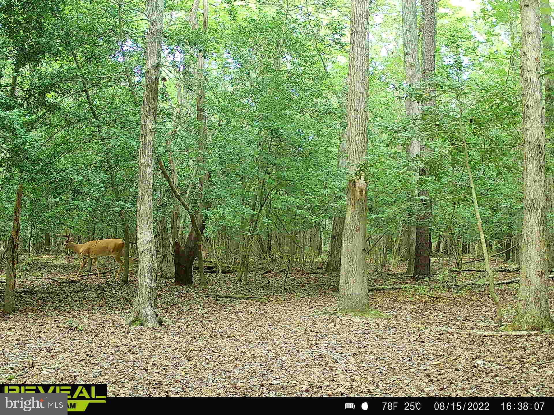 3819 Elliott Island Road Vienna, MD 21869 - Photo 4 of 24