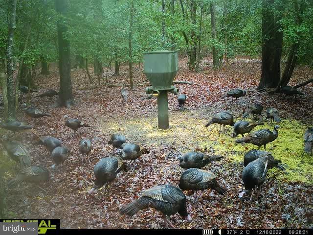 3819 Elliott Island Road Vienna, MD 21869 - Photo 8 of 24