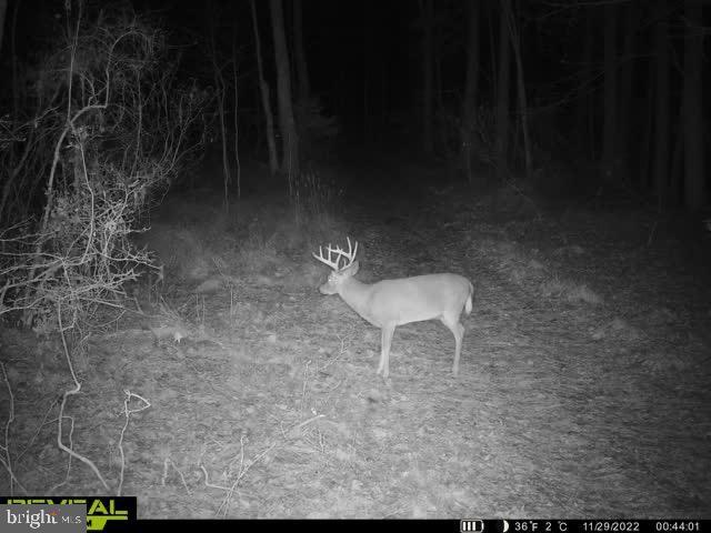 3819 Elliott Island Road Vienna, MD 21869 - Photo 9 of 24