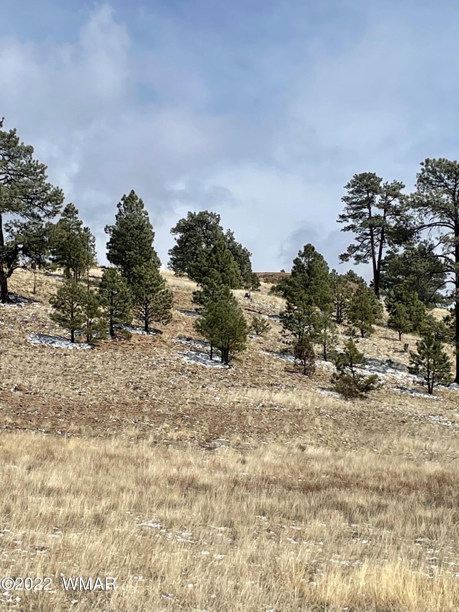 Lot 19 County Road Alpine, AZ 85920 - Photo 3 of 6