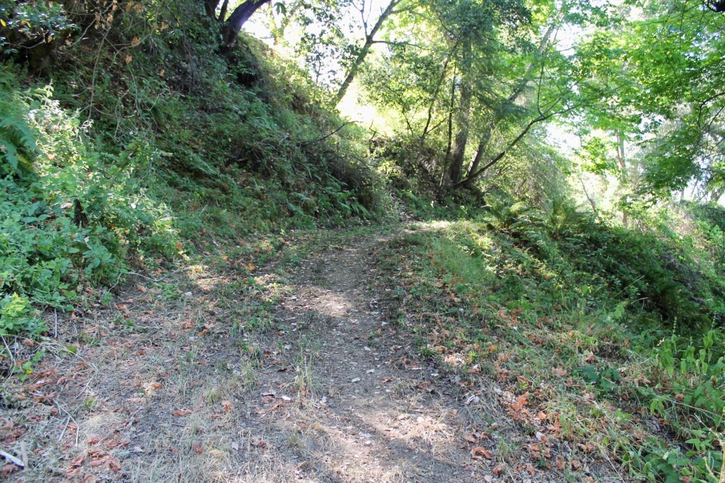 5588 Alpine Road Portola Valley, CA 94028 - Photo 21 of 38 a view of a yard with a tree