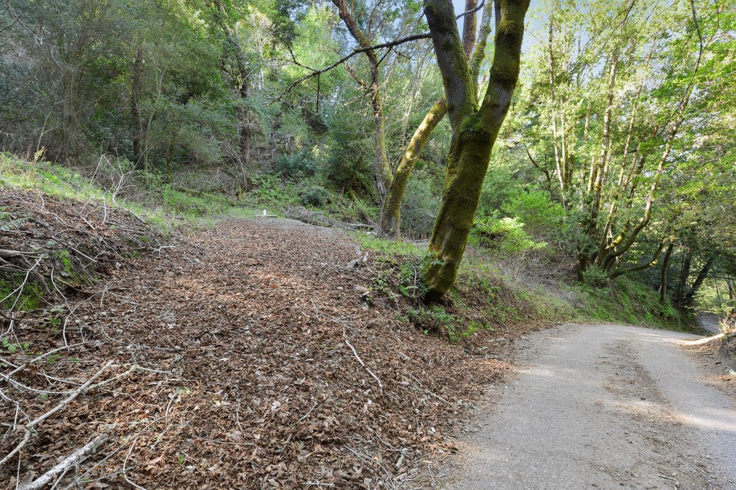 5588 Alpine Road Portola Valley, CA 94028 - Photo 25 of 38 a view of a forest with trees