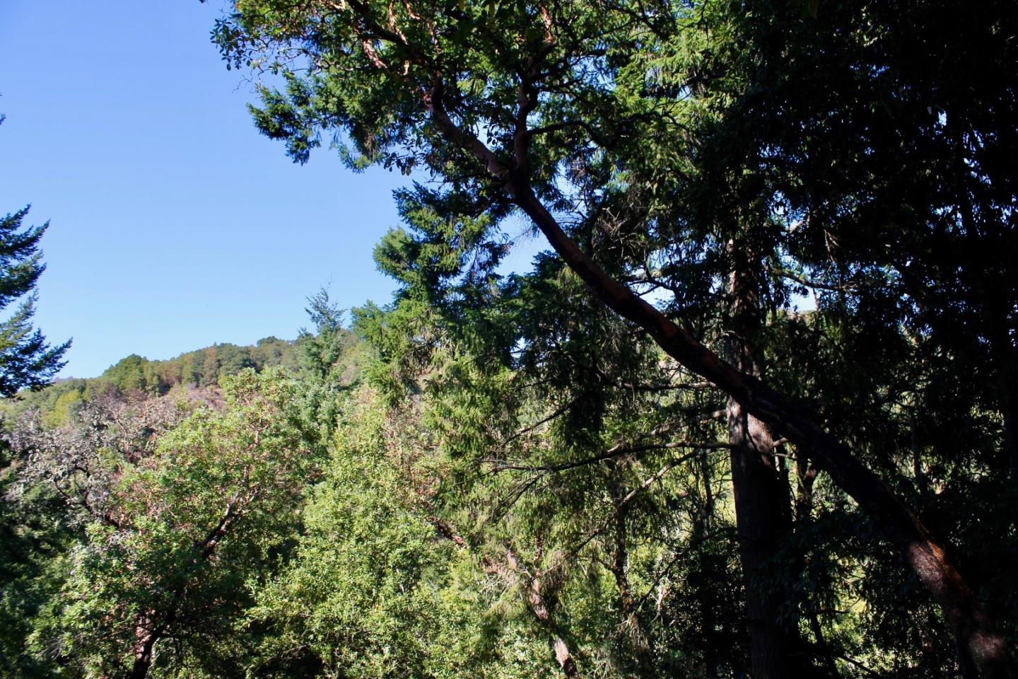 5588 Alpine Road Portola Valley, CA 94028 - Photo 26 of 38 a view of a tree