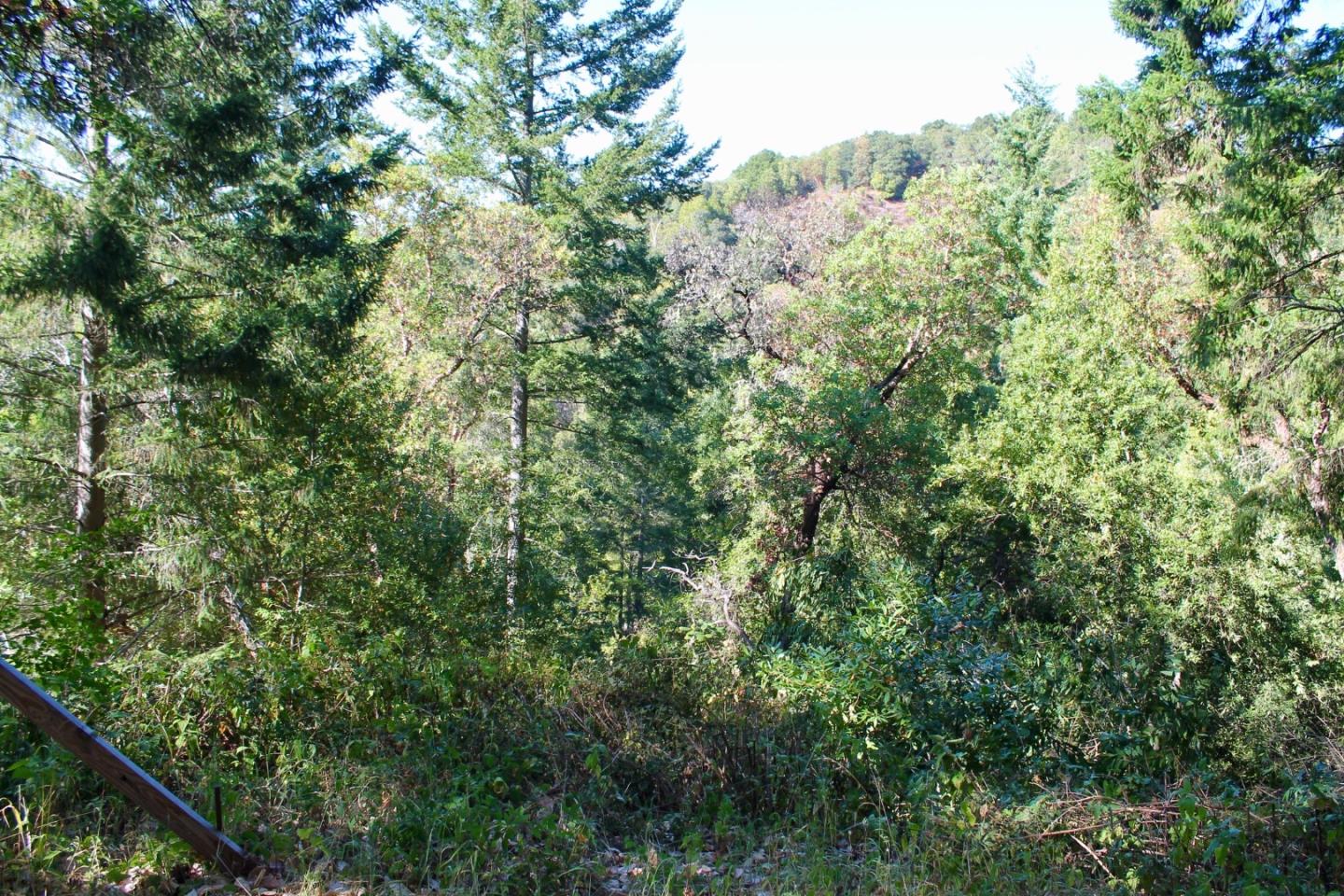 5588 Alpine Road Portola Valley, CA 94028 - Photo 34 of 38 view of a forest with a tree