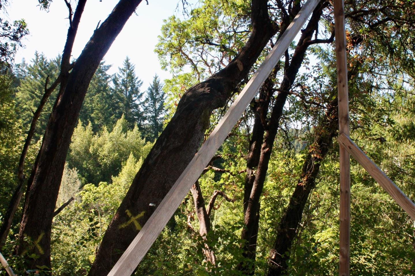 5588 Alpine Road Portola Valley, CA 94028 - Photo 36 of 38 a close up of a tree