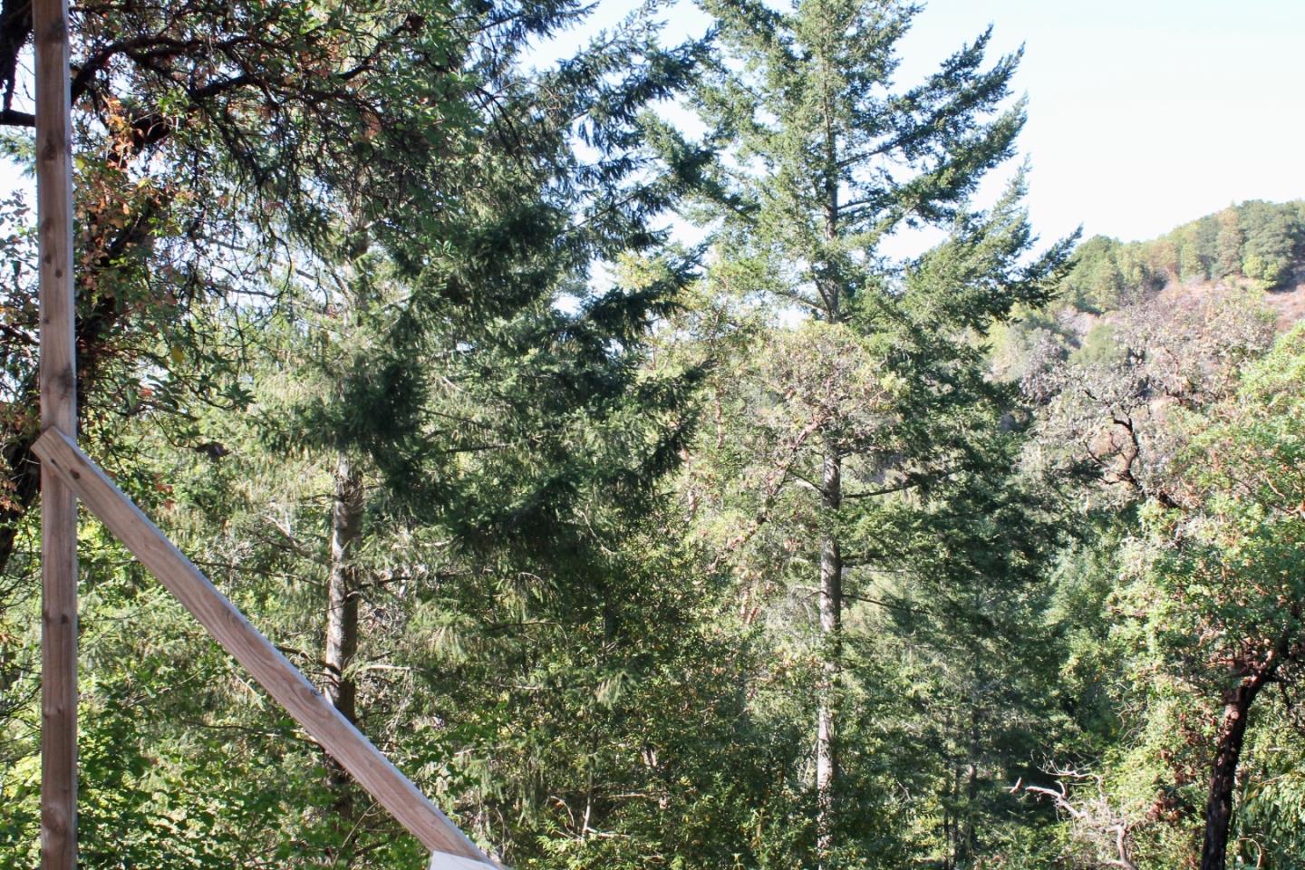 5588 Alpine Road Portola Valley, CA 94028 - Photo 37 of 38 a close up of a tree in a forest