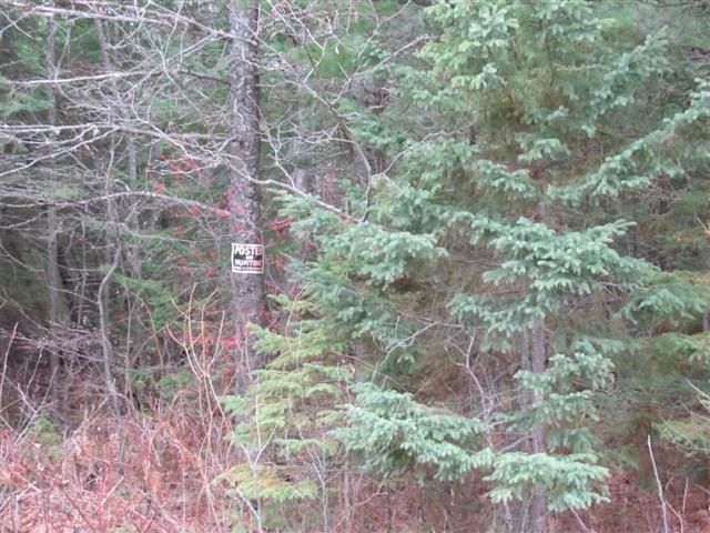 0 Cecil Bay Road Carp Lake, MI 49718 - Photo 10 of 10 Gallery Image 10
