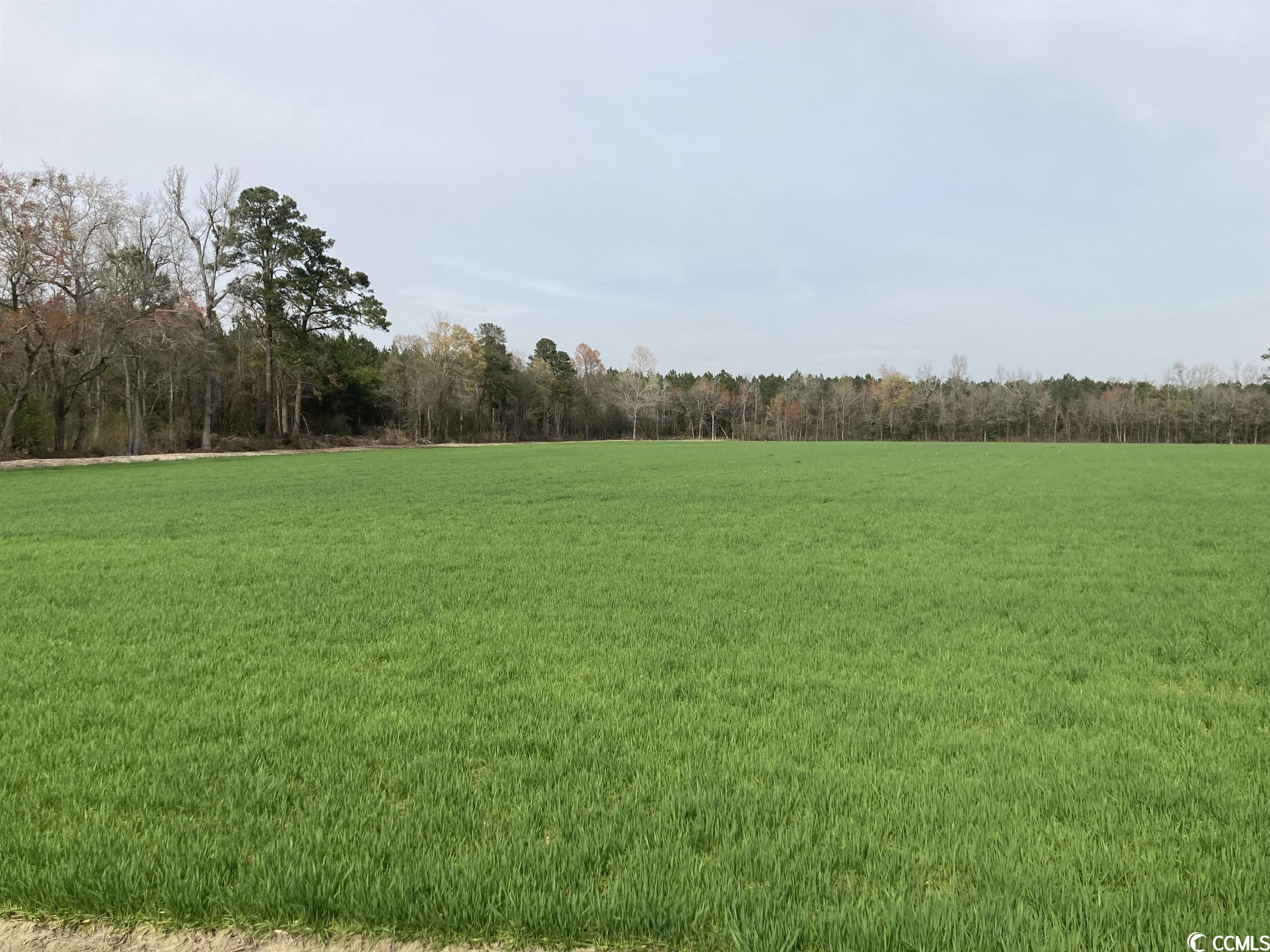 803 Lovell Road Nichols, SC 29581 - Photo 17 of 29 Gallery Image 17