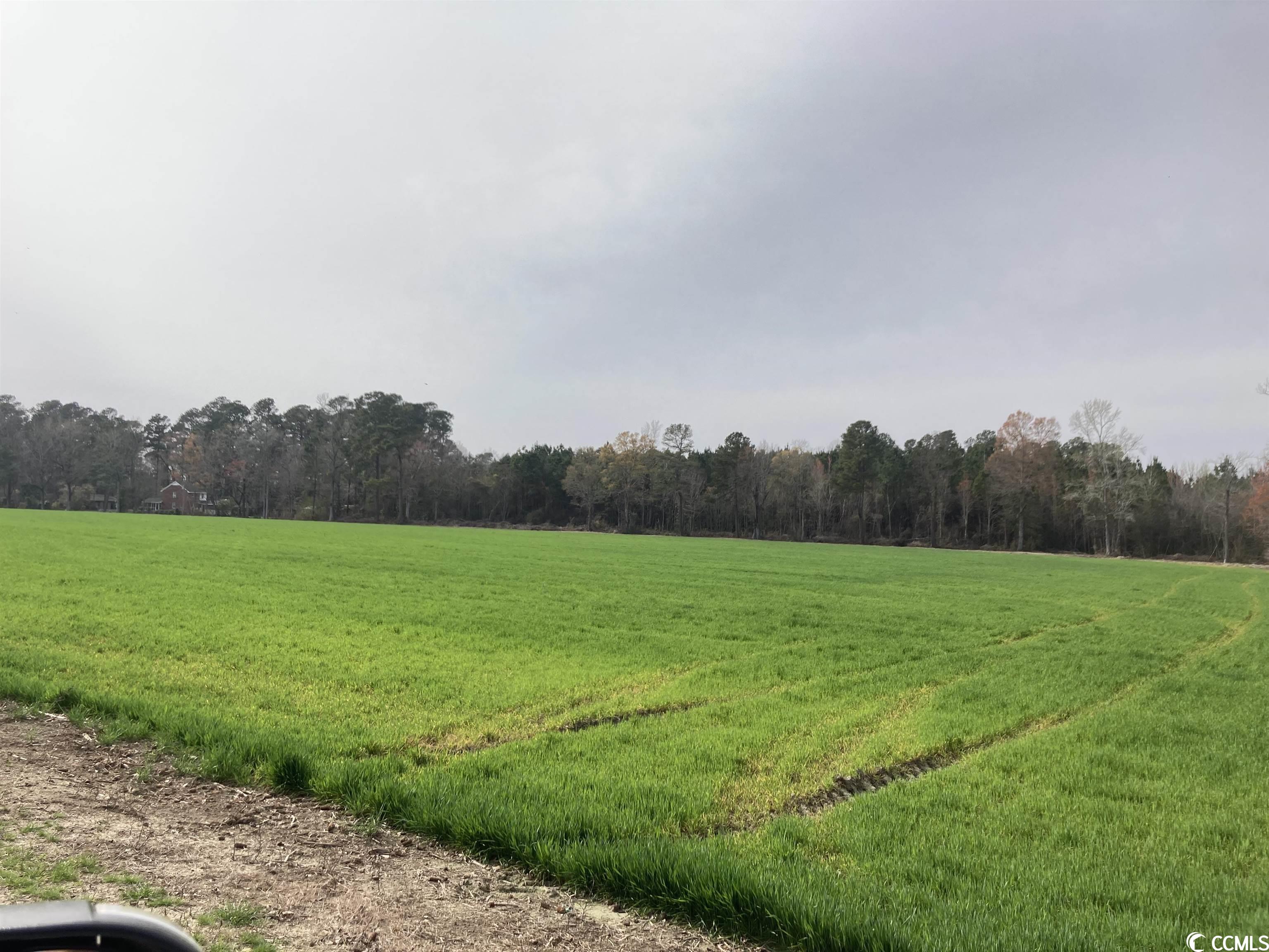 803 Lovell Road Nichols, SC 29581 - Photo 18 of 29 Gallery Image 18