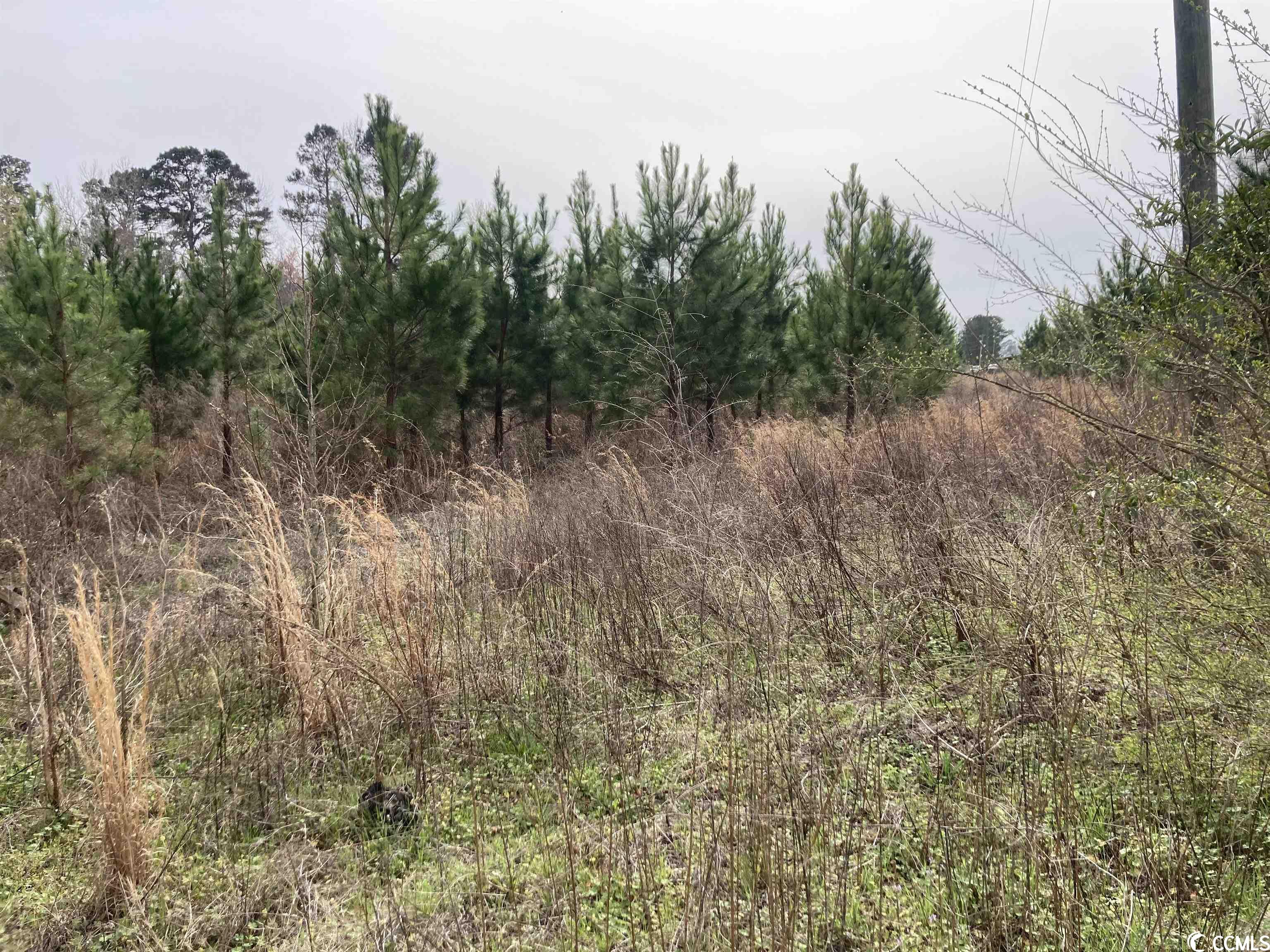 803 Lovell Road Nichols, SC 29581 - Photo 20 of 29 Gallery Image 20