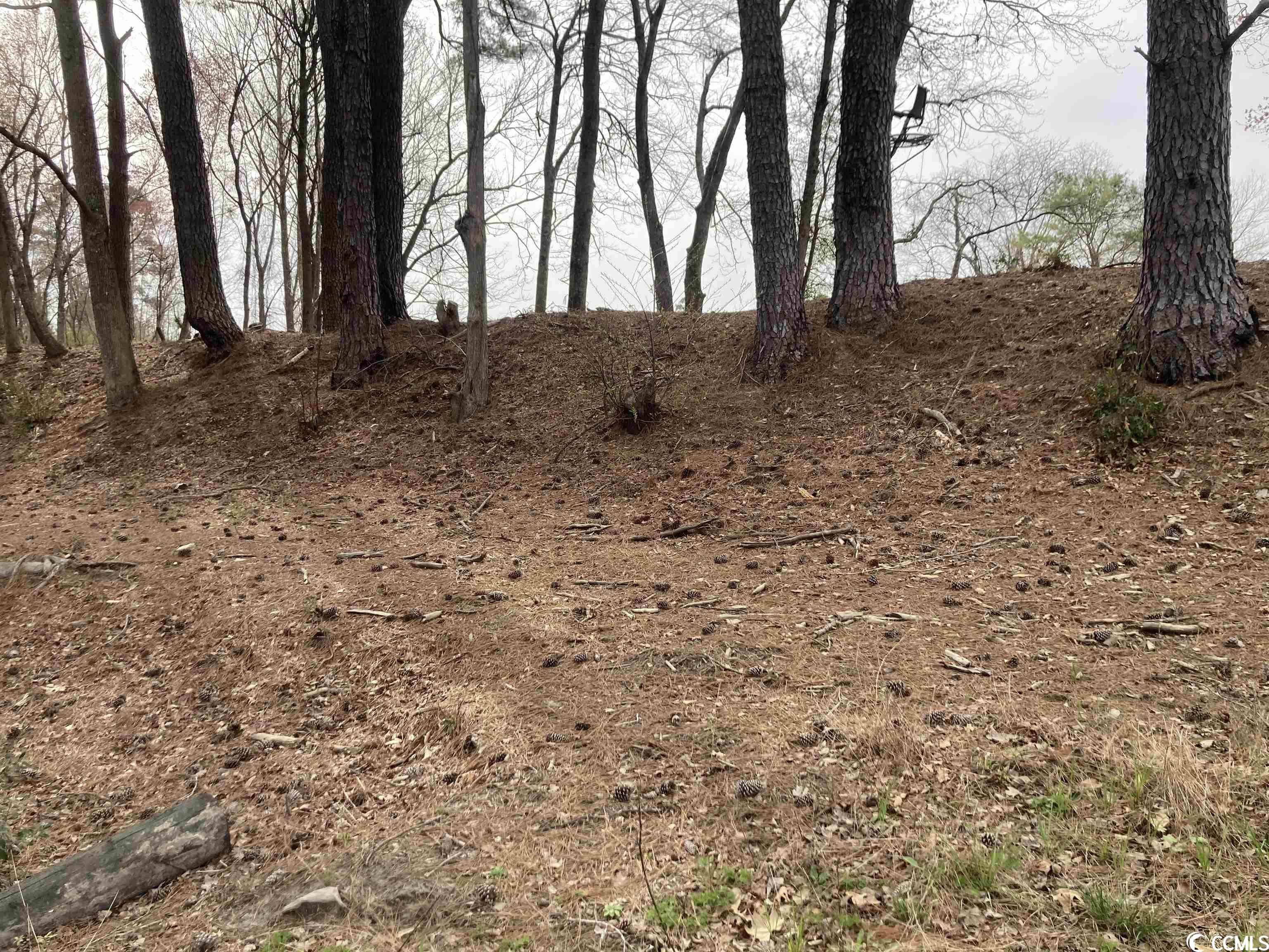 803 Lovell Road Nichols, SC 29581 - Photo 22 of 29 Gallery Image 22