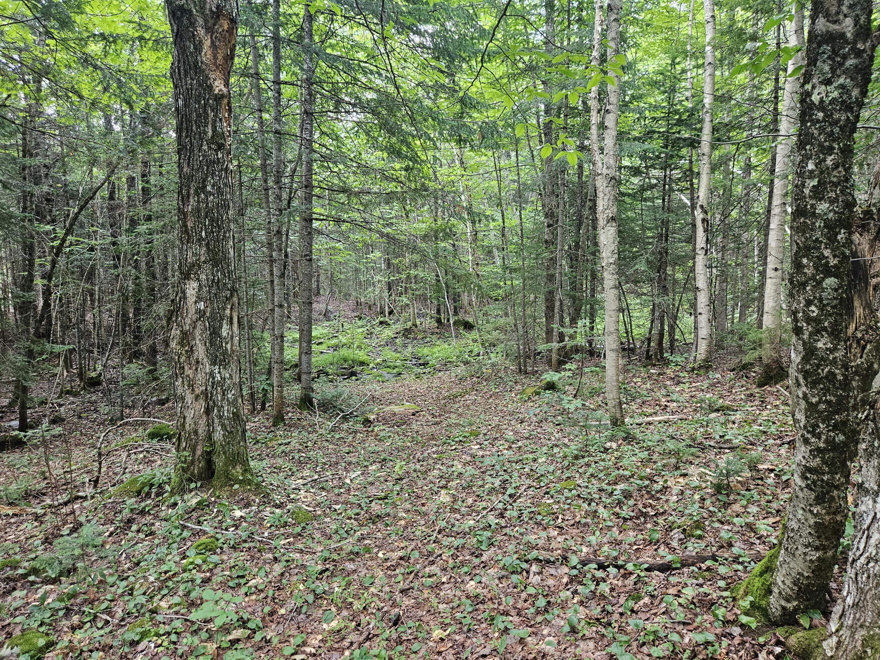 34 N Road Shirley Mills, ME 04485 - Photo 43 of 47 Trail