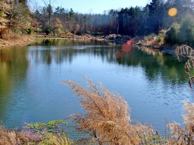 377 Bowers Road Toccoa, GA 30577 - Photo 1 of 1 a view of a lake in middle of the forest