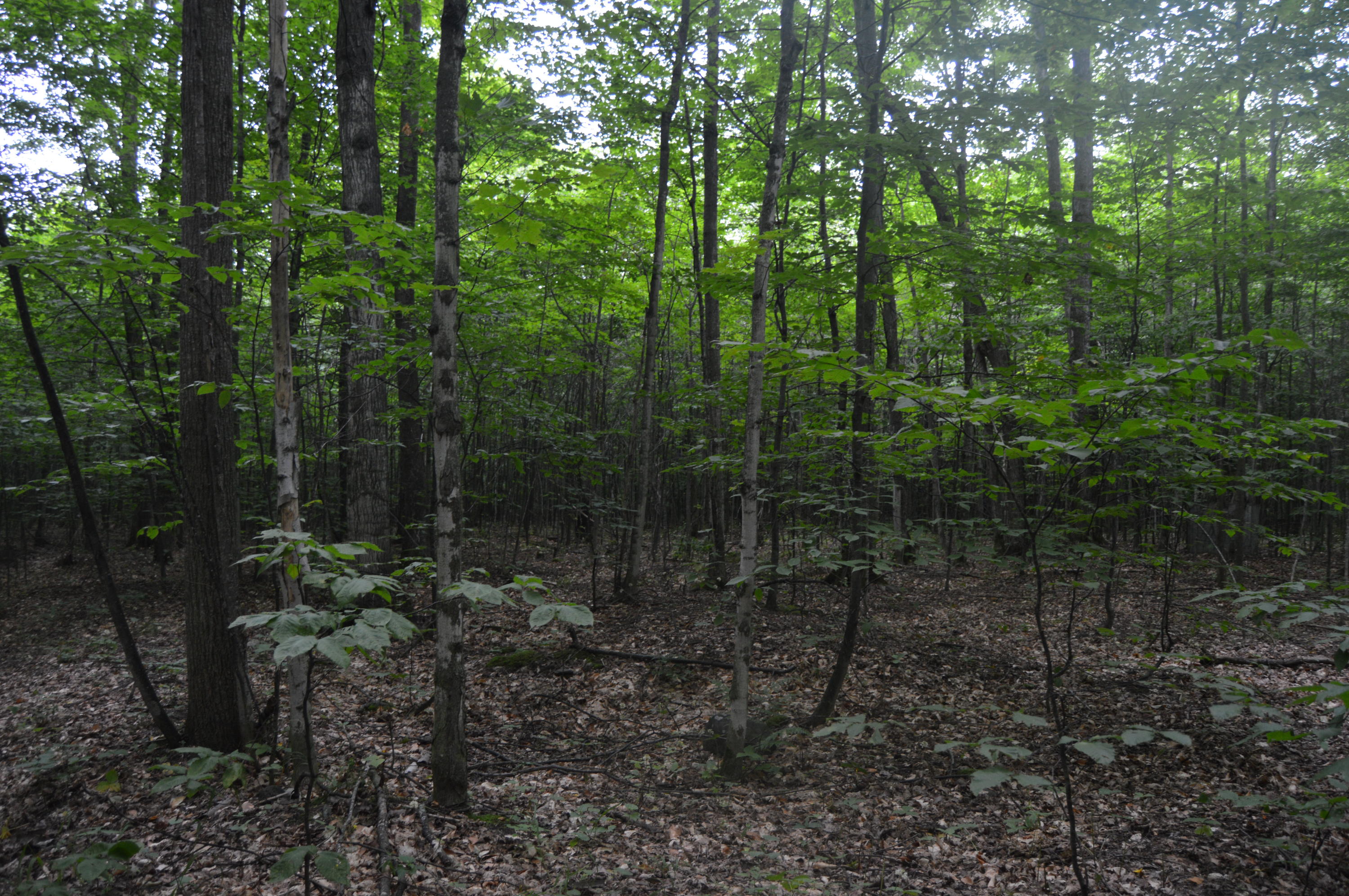 2910 Munger Road Carp Lake, MI 49718 - Photo 15 of 43 Gallery Image 15