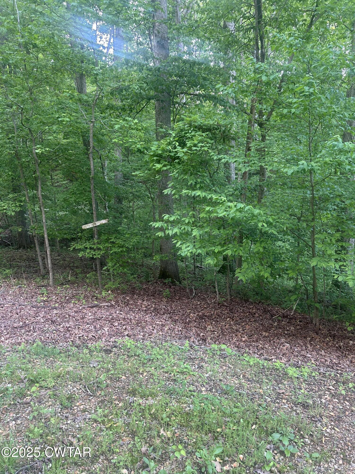 0 Cedar Lane Sugar Tree, TN 38380 - Photo 2 of 4 a view of a backyard