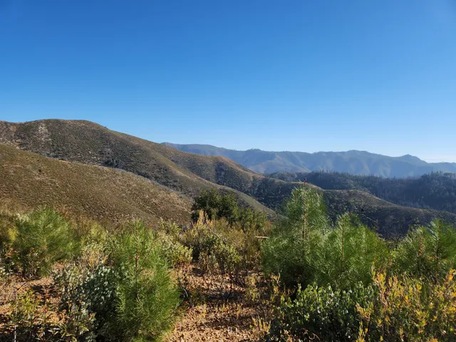 a view of a forest with mountains in the background