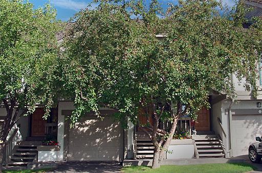 931 Singletree Road, Unit 17 Edwards, CO 81632 - Photo 3 of 11 a view of outdoor space and yard