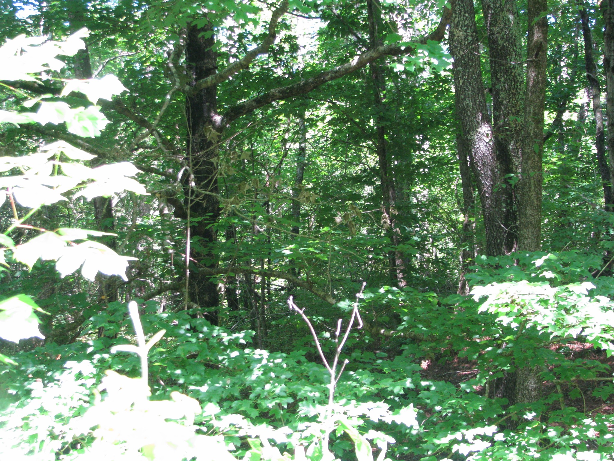 0 Matthews Hollow Road Waverly, TN 37185 - Photo 10 of 19
