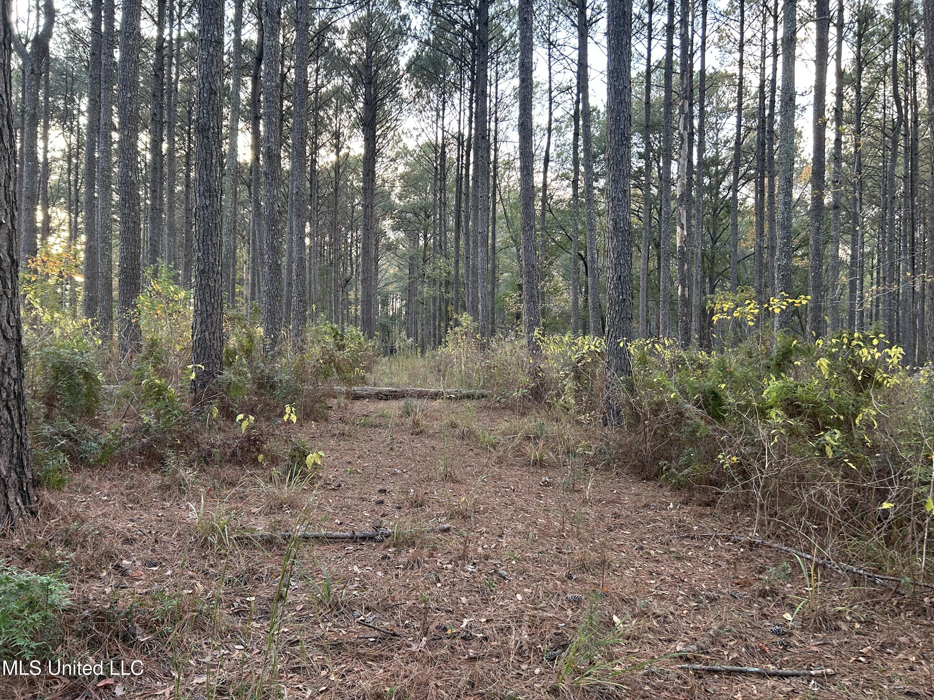 4024 Old Mill Road Osyka, MS 39657 - Photo 34 of 76 IMG_1105