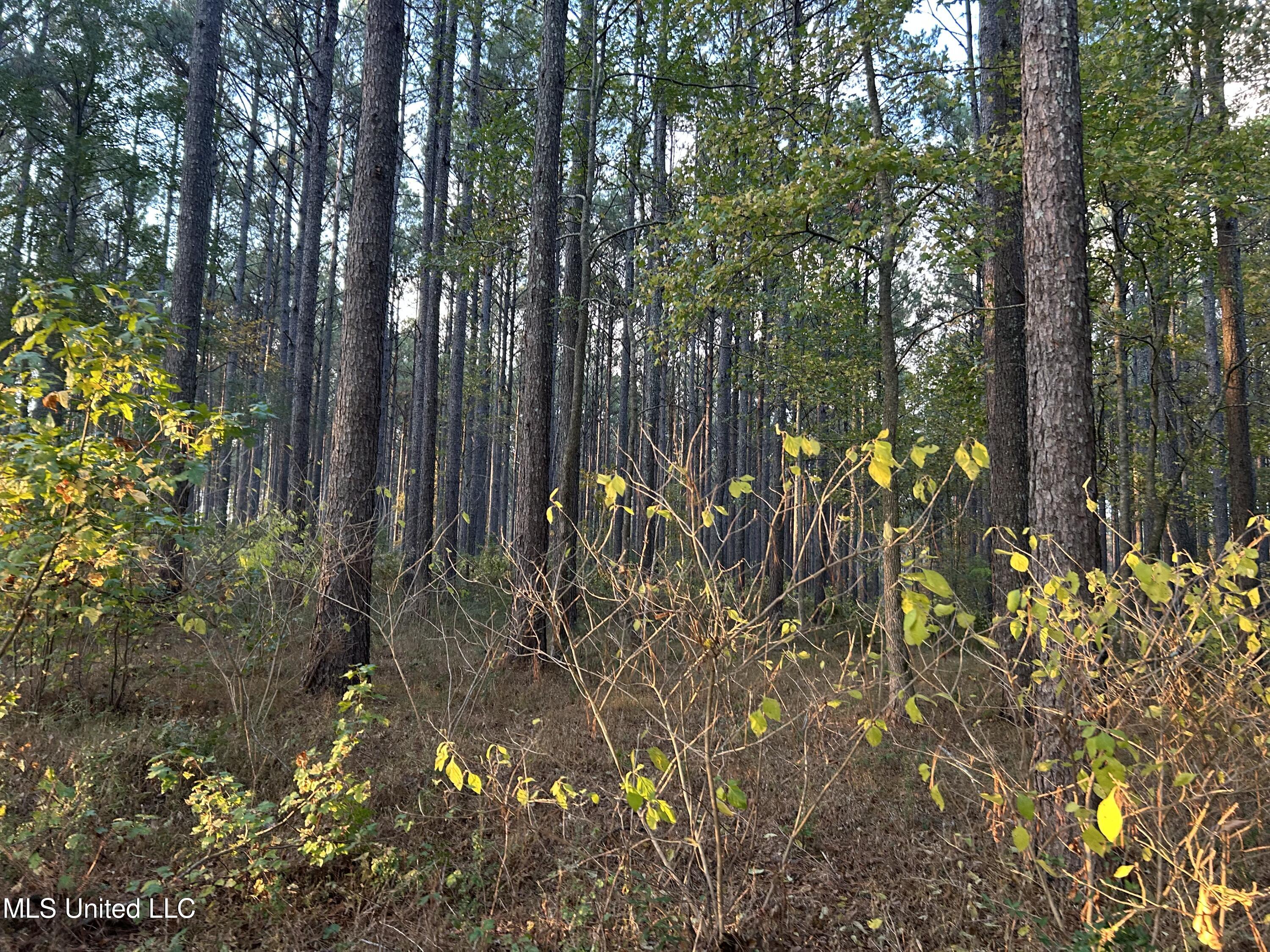 4024 Old Mill Road Osyka, MS 39657 - Photo 40 of 76 IMG_1116